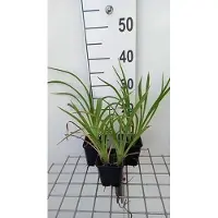 GRDplanten 6x Daglelie - Hemerocallis hybr. 'Strawberry Candy' | 9x9 cm pot