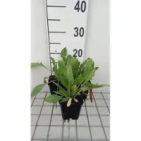 GRDplanten 6x Kokardebloem - Gaillardia 'Maxima Aurea' | 9x9 cm pot