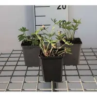 GRDplanten 6x Ridderspoor - Delphinium (b) 'Bellamosum' | 9x9 cm pot