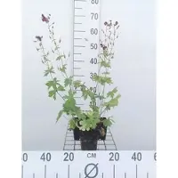GRDplanten 6x Ooievaarsbek - Geranium phaeum | 9x9 cm pot