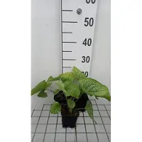 GRDplanten 6x Kaukasische vergeet-mij-nietje - Brunnera macr. 'Alexander's Great' | 9x9 cm pot