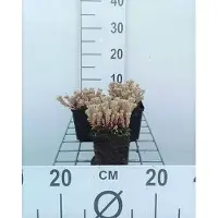GRDplanten 6x Sedum lydium