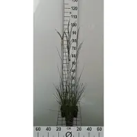 GRDplanten 6x Ruwe smele - Deschampsia cesp. 'Goldschleier' | 9x9 cm pot