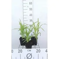 GRDplanten 6x Daglelie - Hemerocallis hybr. 'Rajah' | 9x9 cm pot