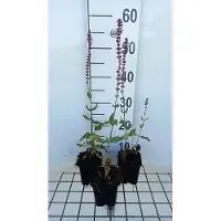 GRDplanten 6x Struiksalie - Salvia nem. 'Amethyst' | 9x9 cm pot