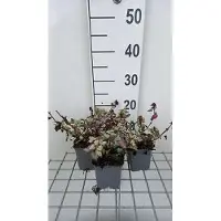 GRDplanten 6x Dovenetel - Lamium mac. 'Red Nancy' | 9x9 cm pot