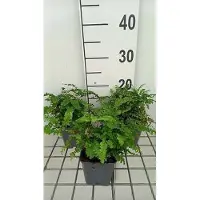 GRDplanten 6x Vrouwenhaar - Adiantum ped. 'Imbricatum' | 9x9 cm pot