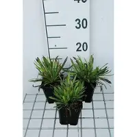 GRDplanten 6x Koekoeksbloem - Lychnis visc. 'Plena' | 9x9 cm pot
