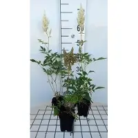 GRDplanten 6x Astilbe - Astilbe (a) 'Weisse Gloria' | pot 9 x 9 cm