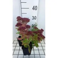 GRDplanten 6x Hemelsleutel - Sedum hybr. 'Carl' | 9x9 cm pot