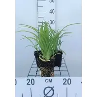 GRDplanten 6x Daglelie - Hemerocallis hybr. 'Pink Damask' | 9x9 cm pot