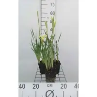 GRDplanten 6x Baardloze iris - Iris sib. 'Butter And Sugar' | 9x9 cm pot