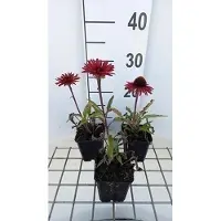 GRDplanten 6x Zonnehoed - Echinacea purp. Sunseekers Orange' | 9x9 cm pot