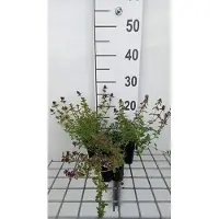 GRDplanten 6x Wilde tijm - Thymus serpyllum | 9x9 cm pot