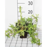 GRDplanten 12x Pijlblad-Ieder - Hedera helix 'Sagittifolia' | 9x9 cm pot