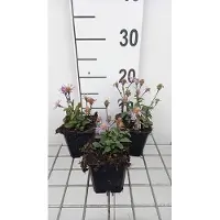GRDplanten 6x Aster - Aster radula 'August Sky' | 9x9 cm pot