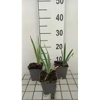 GRDplanten 6x Dwergbaardiris - Iris (pum.) 'Lilly White' | 9x9 cm pot