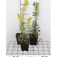 GRDplanten 6x Wolfsmelk - Euphorbia char. 'Forescate' | 9x9 cm pot