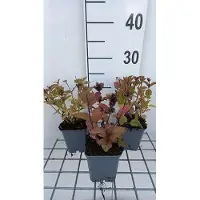 GRDplanten 6x Kattekruid - Nepeta subs. 'Sweet Dreams' | 9x9 cm pot
