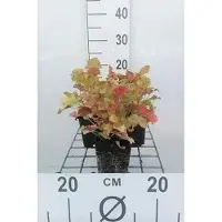 GRDplanten 6x Purperklokje - Heuchera hybr. 'Marmalade' | 9x9 cm pot