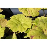 GRDplanten 6x Tafelblad - Astilboides tabularis (rodgersia tabularis) | 9x9 cm pot