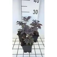 GRDplanten 6x Zilverkaars - Actaea simplex 'Chocoholic' | 9x9 cm pot