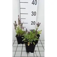 GRDplanten 6x Struiksalie - Salvia nem. 'Marcus' | 9x9 cm pot