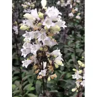 GRDplanten 6x Slangekop - Penstemon dig. 'Husker Red' | 9x9 cm pot