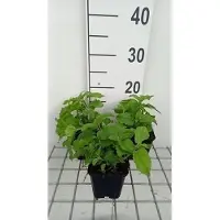 GRDplanten 6x Leverkruid - Eupatorium coelestinum | 9x9 cm pot