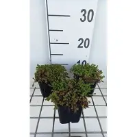 GRDplanten 6x Sedum sexangulare