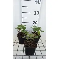 GRDplanten 6x Salie - Salvia sylv. 'Balsalarv' ('blue marvel') | 9x9 cm pot