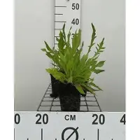 GRDplanten 6x Breemdkroon - Knautia macedonica | 9x9 cm pot