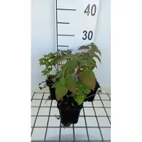 GRDplanten 6x Bergamotplant - Monarda hybr. 'Croftway Pink' | 9x9 cm pot