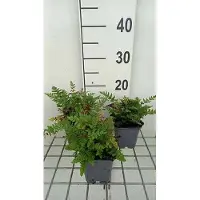 GRDplanten 6x Botte Schildvaren - Woodsia obtusa | 9x9 cm pot