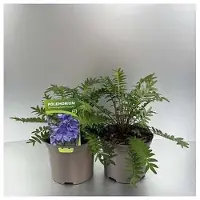 GRDplanten 6x Jakobsladder - Polemonium caer. 'Bressingham Purple' | 9x9 cm pot
