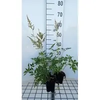 GRDplanten 6x Prachtspirea - Astilbe (a) 'Diamant' | 9x9 cm pot