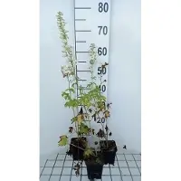 GRDplanten 6x Ridderspoor - Delphinium 'M.f.' blanc pur | 9x9 cm pot