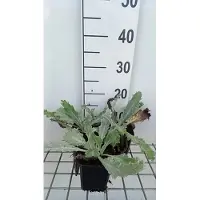 GRDplanten 6x Ononis - Onopordum nervosum | 9x9 cm pot