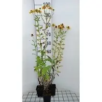 GRDplanten 6x Zonnekruid - Helenium hybr. 'Goldrausch' | 9x9 cm pot