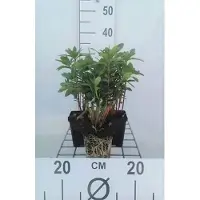 GRDplanten 6x Wolfsmelk - Euphorbia amygd. 'Robbiae' | 9x9 cm pot