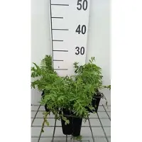 GRDplanten 6x Margriet - Tanacetum vulgare | 9x9 cm pot