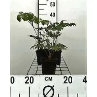 GRDplanten 6x Zilverkaars - Actaea simpl. 'Atropurpurea' | 9x9 cm pot