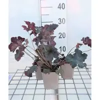 GRDplanten 6x Purperklokje - Heuchera hybr. 'Sugar Plum' | 9x9 cm pot