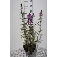 GRDplanten 6x Vlambloem - Phlox (p) 'Amethyst' | 9x9 cm pot