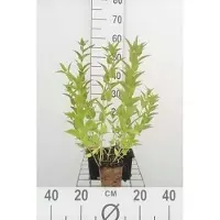 GRDplanten 6x Kattekruid - Nepeta sibirica | 9x9 cm pot