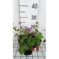 GRDplanten 6x Ooievaarsbek - Geranium hybr. 'Tiny Monster' | 9x9 cm pot