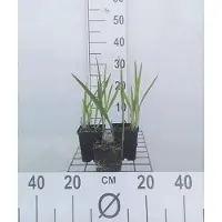 GRDplanten 6x Montbretia - Crocosmia hybr. 'George Davidson' | 9x9 cm pot