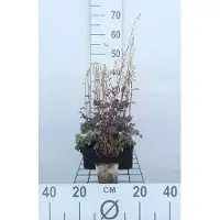 GRDplanten 6x Schuimklokje - Heucherella hybr. 'Quicksilver' | 9x9 cm pot