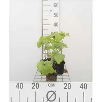 GRDplanten 6x Brandkruid - Phlomis tuberosa | 9x9 cm pot