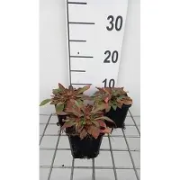 GRDplanten 6x Goniolimon tataricum ( limonium tat.)